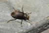 Pomatinus substriatus